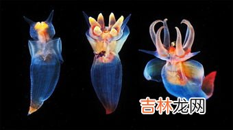 世界18大神秘生物,十大神秘生物 尼斯湖水怪排第二