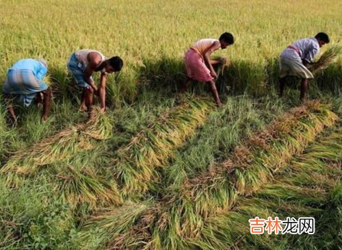 印度耕地面积,亚洲耕地面积最大的国家