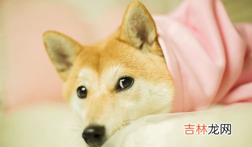 柴犬和秋田犬的区别,秋田犬和柴犬的区别是什么