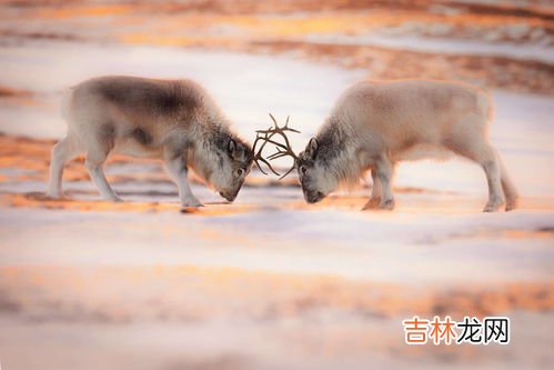 一马不行百马忧意思,农村俗语“一家养女百家求,一马不行百家忧”,这话是什么意思?
