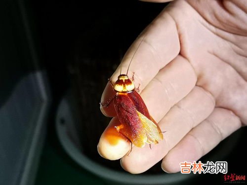 吃美洲大蠊禁忌,直肠癌可以吃美洲大蠊吗?