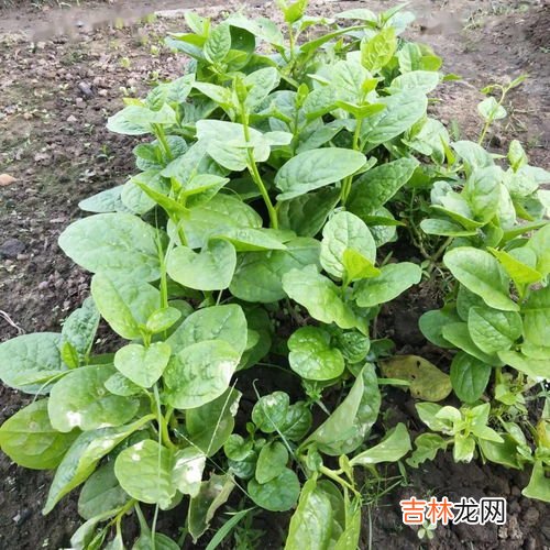 吃木耳菜的禁忌,木耳菜不能和什么一起吃/同吃