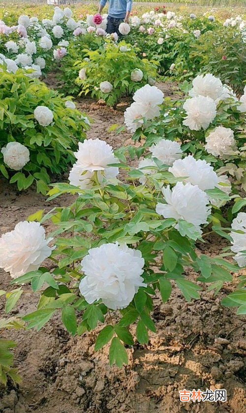人间富贵花是什么意思,什么叫人间富贵花