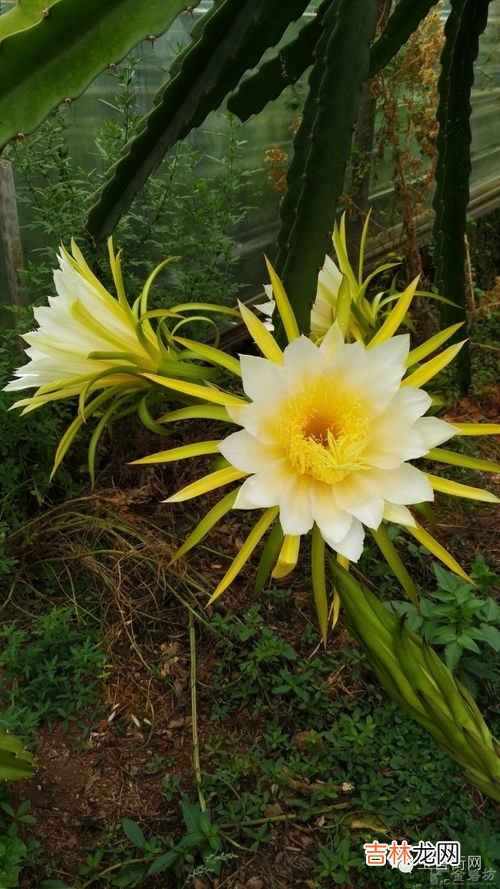 吃昙花的禁忌,昙花的食用方法和药效有哪些?