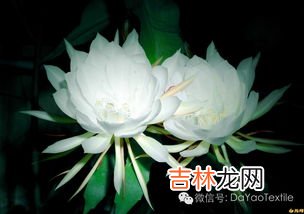 吃昙花的禁忌,昙花的食用方法和药效有哪些?