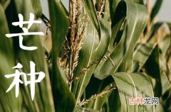 芒种节气有什么讲究 芒种节气风俗习惯