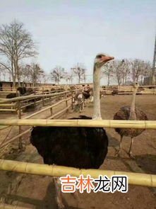 鸵鸟有多少斤重,鸵鸟多重