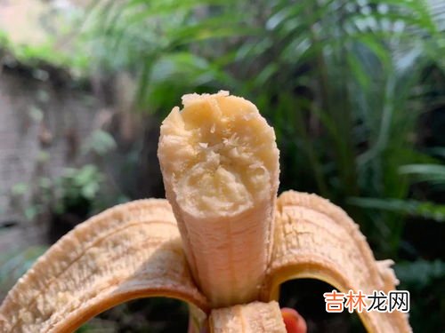 红皮香蕉怎么催熟,红香蕉怎么样才可以吃
