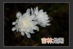 菊花的花语和寓意和象征,菊花的象征意义和精神