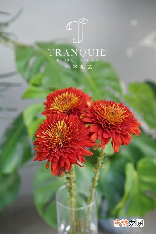 菊花的花语和寓意和象征,菊花的象征意义和精神