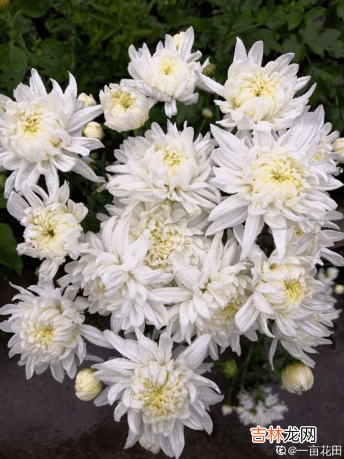 菊花的花语和寓意和象征,菊花的象征意义和精神