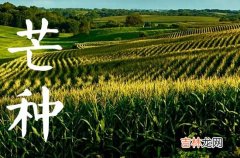 2023芒种哪一天 2023芒种是几月几日