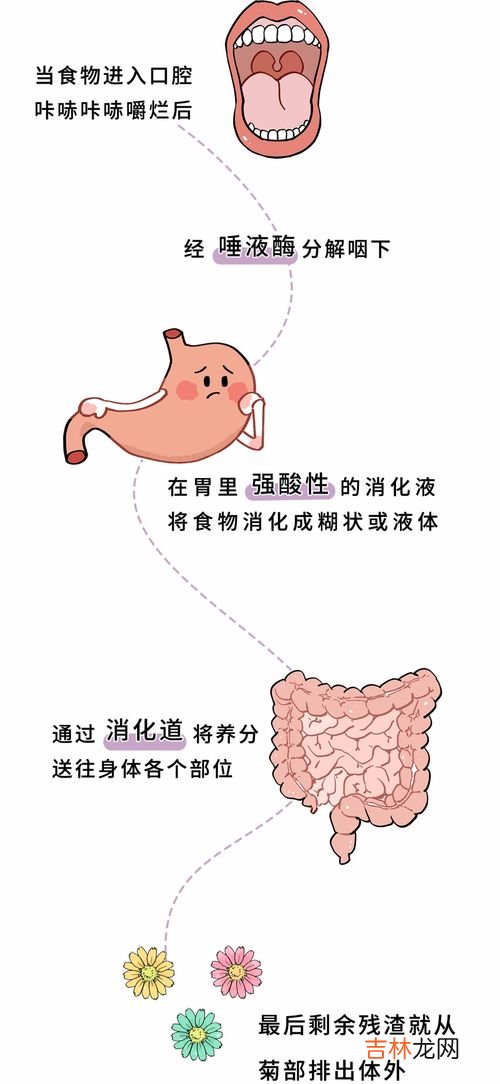 口香糖咽下去怎么办,口香糖咽下去怎么办