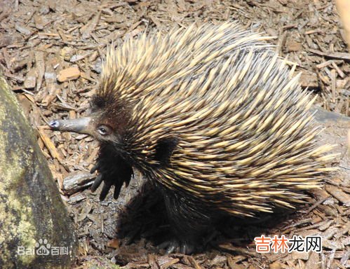 吃猫鼠存在吗,吃猫鼠吃小鸡吗