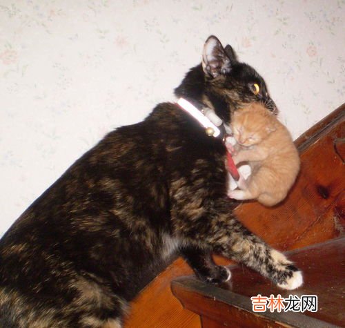 吃猫鼠存在吗,吃猫鼠吃小鸡吗