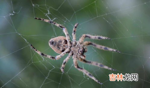 蜘蛛网怎么清理,怎样去除蜘蛛网