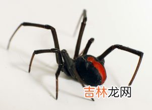 蜘蛛网怎么清理,怎样去除蜘蛛网