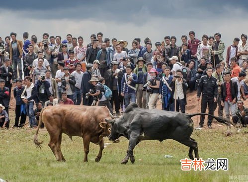 彝族的传统节日是什么,彝族的传统节日是什么