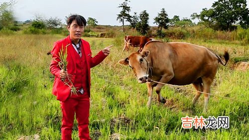 牛为什么对红色敏感,牛为什么喜欢攻击红色?