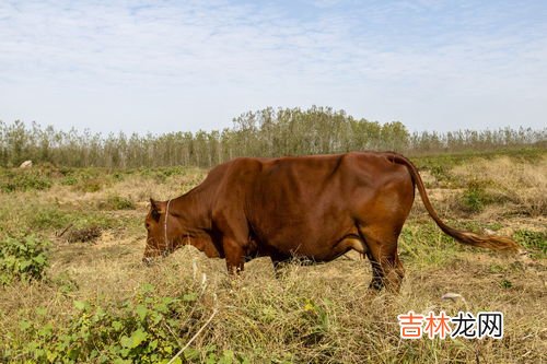 牛为什么对红色敏感,牛为什么喜欢攻击红色？