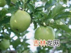 黑苹果是转基因苹果吗,什么是黑苹果