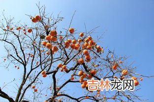 李子和柿子可以一起吃吗? 李子和柿子可以一起吃吗,西红柿和李子能同时吃吗