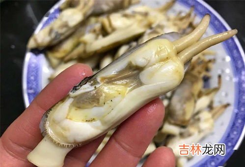 为什么撒盐蛏子就钻出来了,竹节蛏为什么碰到盐就出来了？