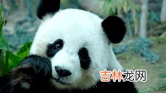 熊猫的特点,熊猫的特点是什么