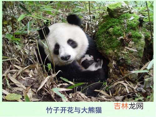 熊猫的特点,熊猫的特点是什么