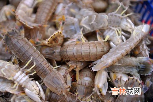 皮皮虾的季节在哪几个月,皮皮虾哪个季节什么时候吃最好吃?