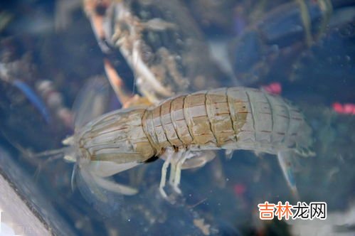 皮皮虾的季节在哪几个月,皮皮虾哪个季节什么时候吃最好吃?