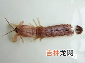 皮皮虾的季节在哪几个月,皮皮虾哪个季节什么时候吃最好吃?