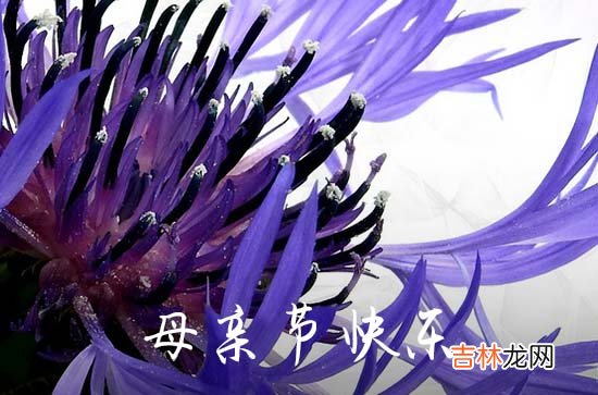 2023母亲节祝福语短句精辟 母亲节祝福短信语简单一句话