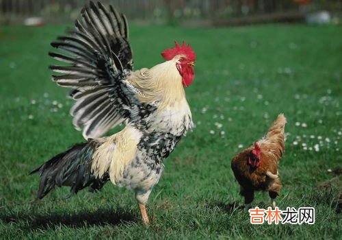 小公鸡的营养价值及功效,小公鸡和白萝卜炖汤有′什么营养?