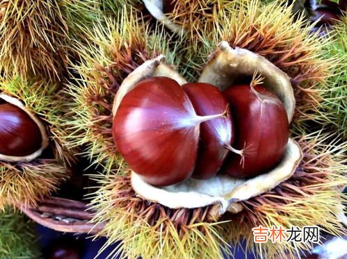 栗子生吃禁忌,食物相生相克，板栗的食用禁忌有哪些？