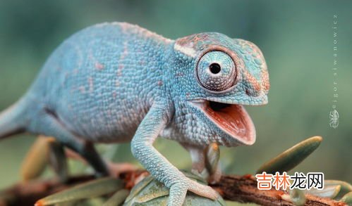 变色龙为什么会变色,变色龙为什么会变色