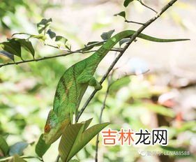 变色龙为什么会变色,变色龙为什么会变色