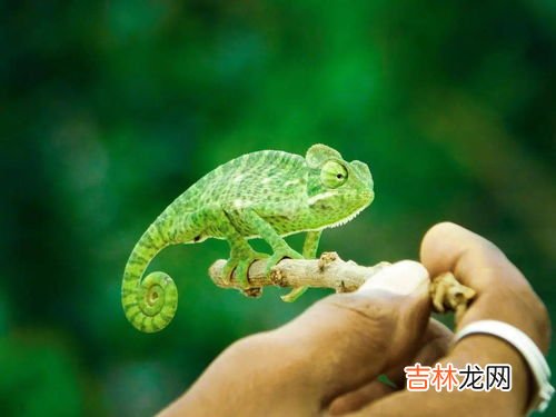 变色龙为什么会变色,变色龙为什么会变色