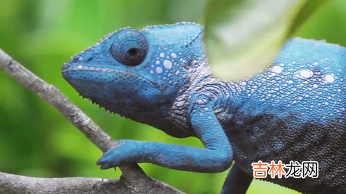 变色龙为什么会变色,变色龙为什么会变色