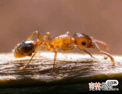 小黄家蚁咬人有毒吗,如何消灭床上小黄家蚁会咬人?