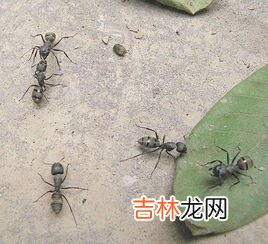 小黄家蚁咬人有毒吗,如何消灭床上小黄家蚁会咬人?