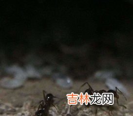 小黄家蚁咬人有毒吗,如何消灭床上小黄家蚁会咬人？