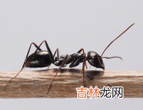 小黄家蚁咬人有毒吗,如何消灭床上小黄家蚁会咬人?