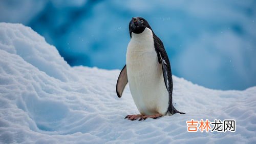 仙企鹅是一种能在海洋中生存的鸟类吗,仙企鹅是一种能在海洋真生存的鸟类么判断力