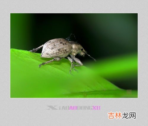 蝽虫有毒吗,被土蝽的喷了臭液有害吗