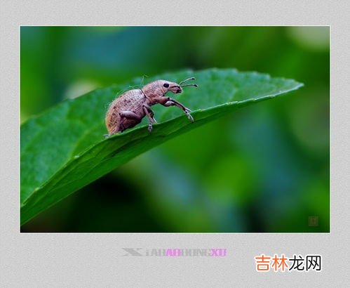 蝽虫有毒吗,被土蝽的喷了臭液有害吗