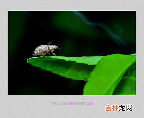 蝽虫有毒吗,被土蝽的喷了臭液有害吗