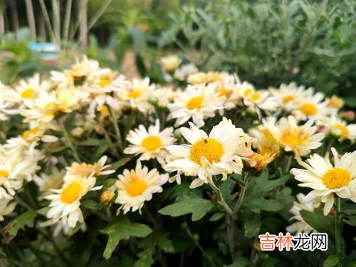 小雏菊花语,小雏菊的花语