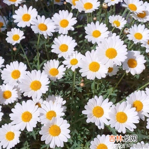 小雏菊花语,小雏菊的花语