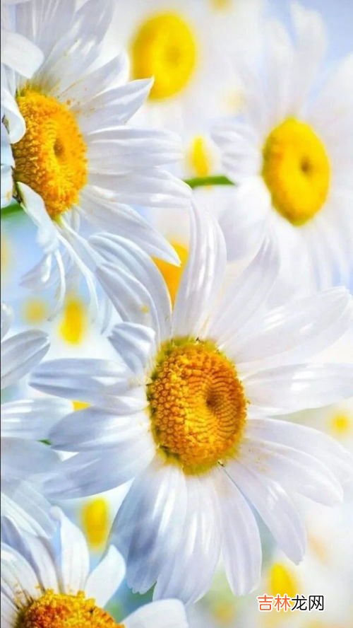 小雏菊花语,小雏菊的花语